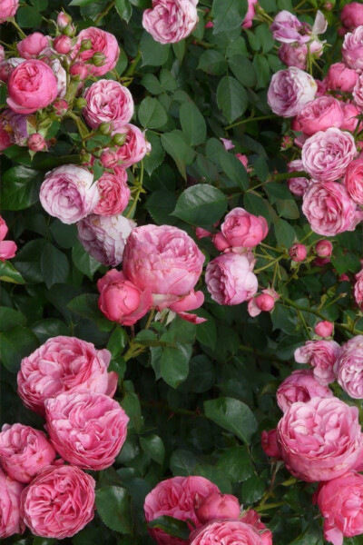 蔷薇花通常特指多花蔷薇,拉丁学名:(rosa multiflora),为蔷薇科落叶小