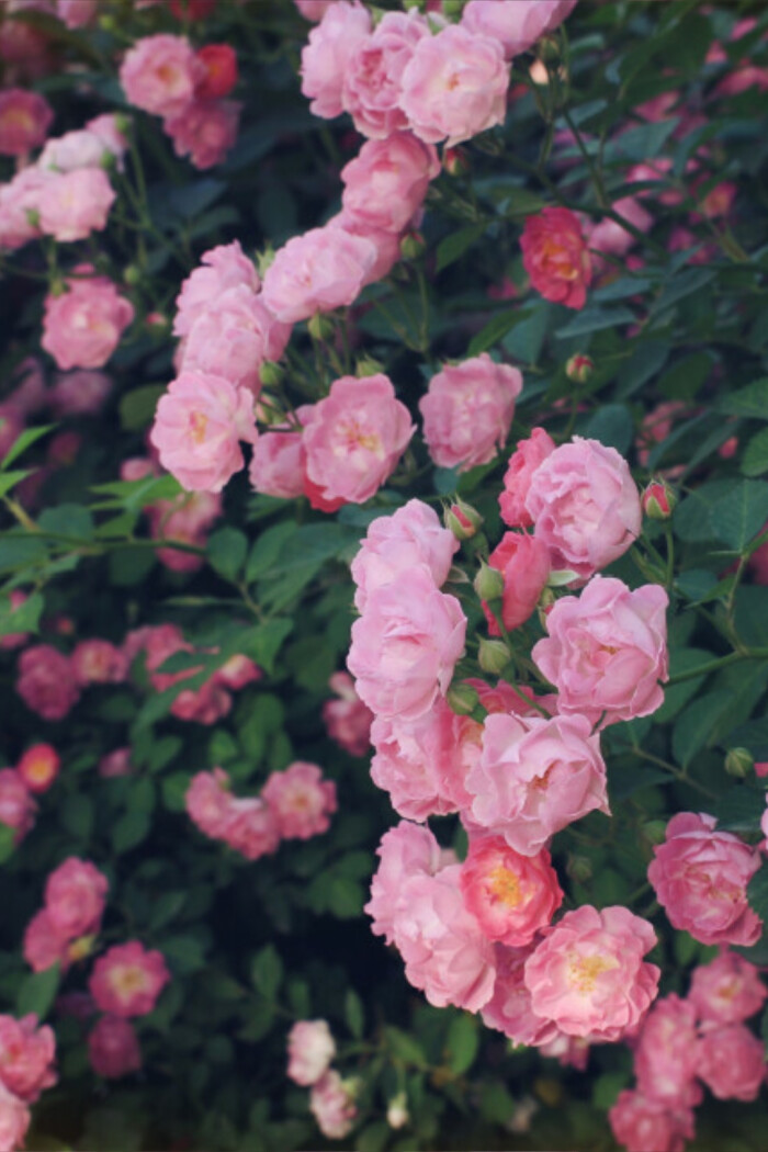 蔷薇花通常特指多花蔷薇