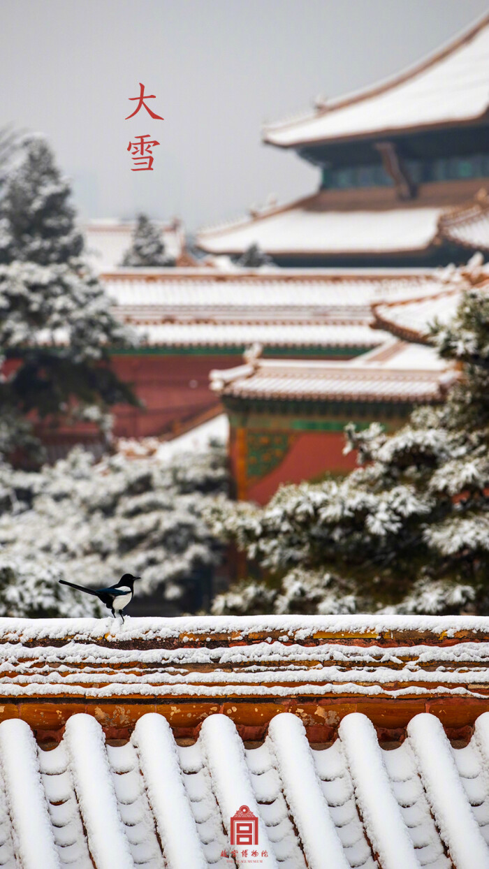 紫禁城【己亥61大雪61生灵】"大雪满故宫,鹊声送喜频" 照片取自