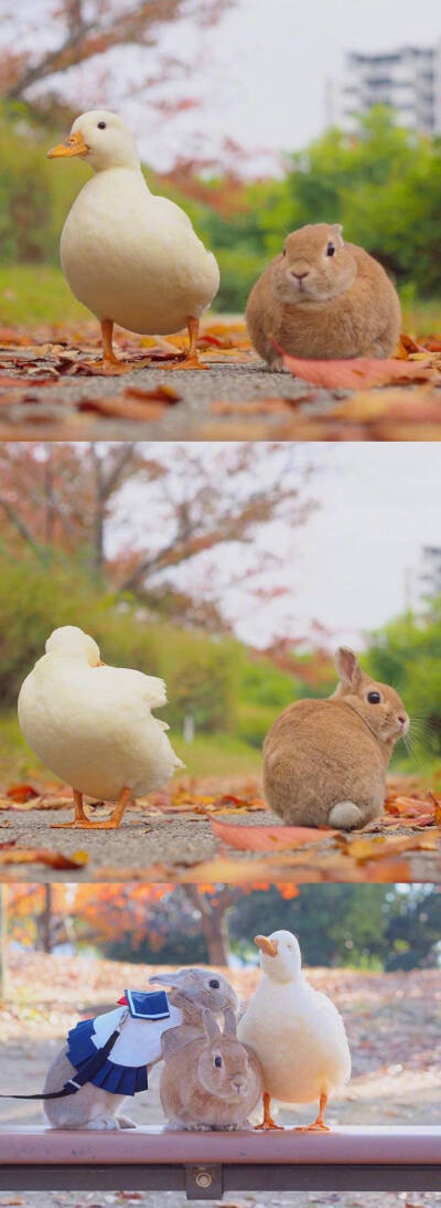 微博找来的图…鸭子和兔子.