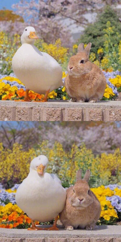 微博找来的图…鸭子和兔子.