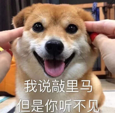 狗洗澡表情包