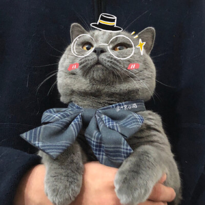 猫咪情侣头像图源微博@ 一只小梅