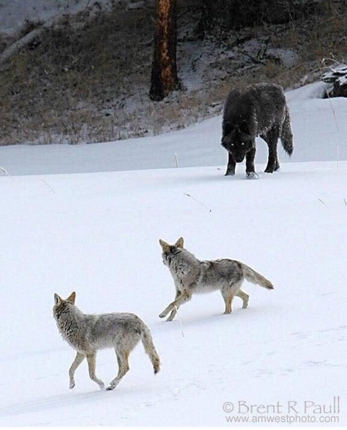 在自然物种范畴下,北美灰狼是地球上最大的犬科动物.