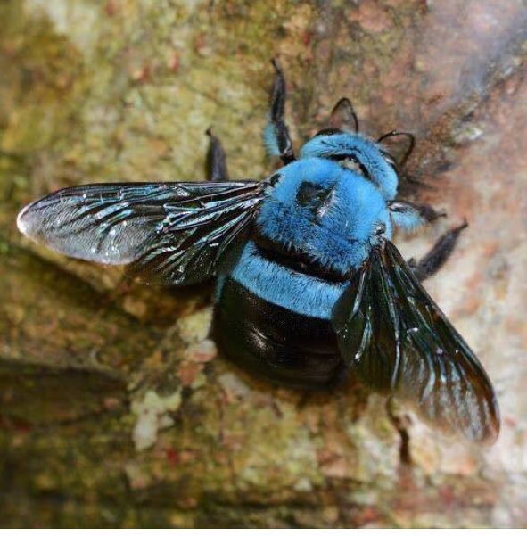 一种蓝色的木匠蜂(xylocopa caerulea)