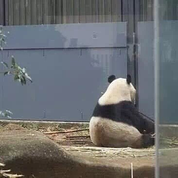 熊猫【"生命无意义"——熊生思考者】
