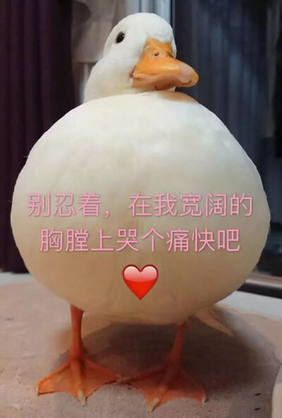 美术生专用表情包