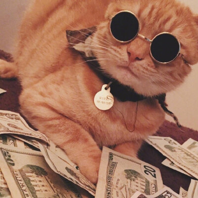 猫咪有钱
