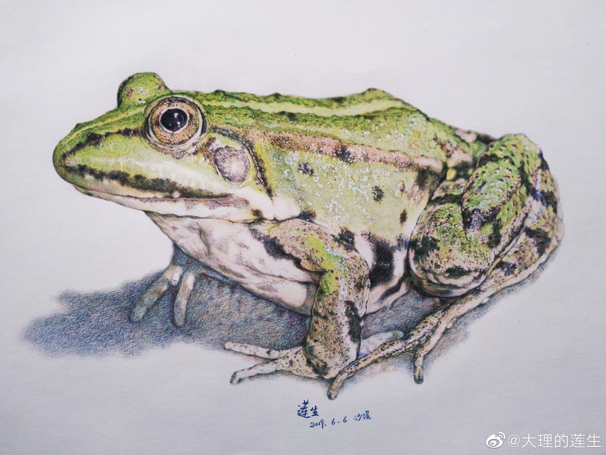莲生彩铅画手绘动物铅笔画青蛙