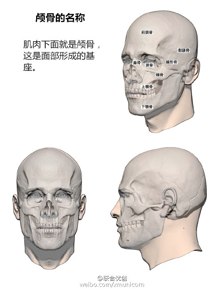 头部结构