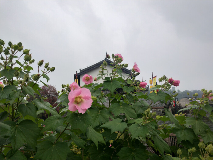 2018.10 南京安徽江西旅行 花朵植物徽州古城 古城墙 木芙蓉