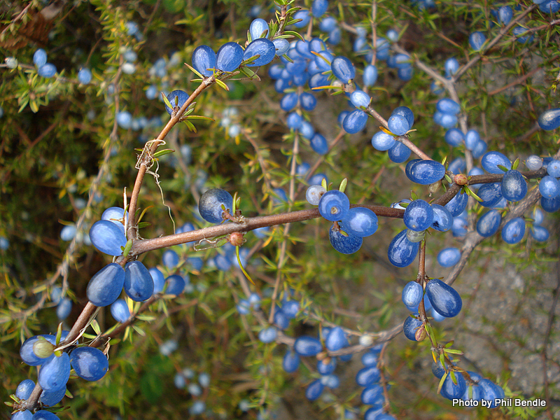 Coprosma brunnea茜草科，臭叶木属的蛋白石… - 高清图片，堆糖，美图壁纸兴趣社区