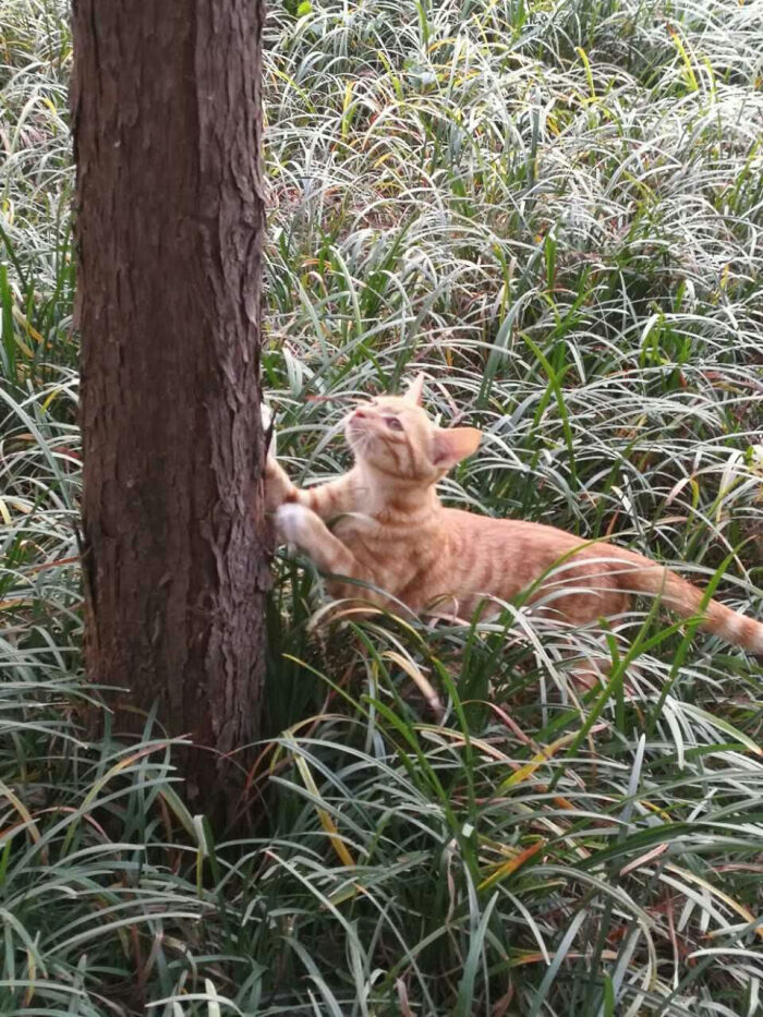 学校的猫 堆糖 美图壁纸兴趣社区