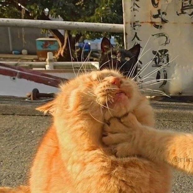 情侣头像 猫 头像