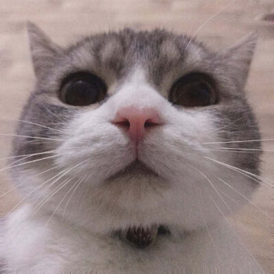 超级可爱猫咪情侣头像