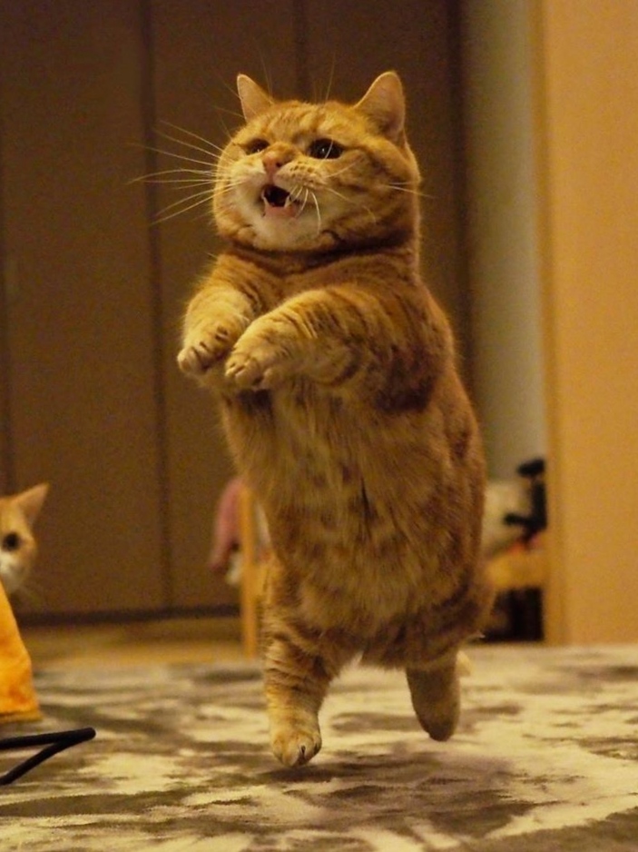 有条件一定要养一条调皮的小猫咪啊