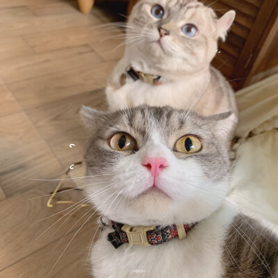 剑猫猫情头