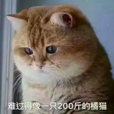 猫猫的表情包