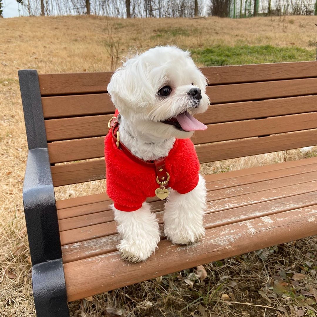 马尔济斯犬小可爱