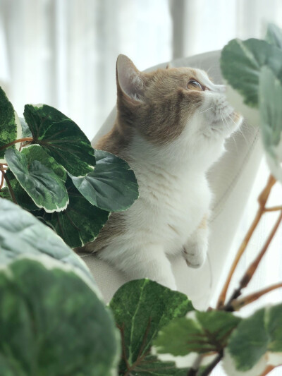 花花与三猫(猪皮 糕糕 中分 李白 杜甫)