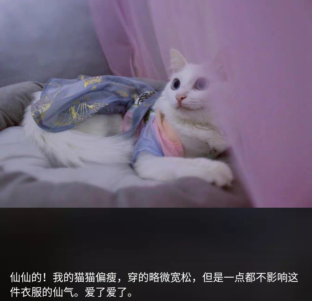 猫咪古风穿搭#人靠衣装,猫也能靠衣装,穿上好看的衣服果然仙气满满!