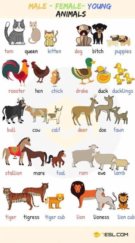 动物英文名大全,图文对照,让你一眼记住各种动物的英文表达!