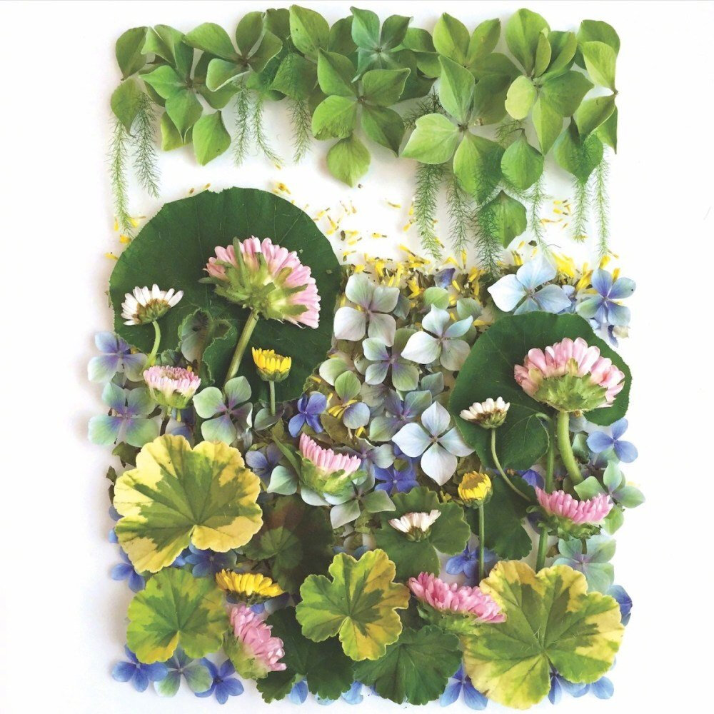 美国植物艺术家 bridget beth collins 拼贴作品 www.floraforager.