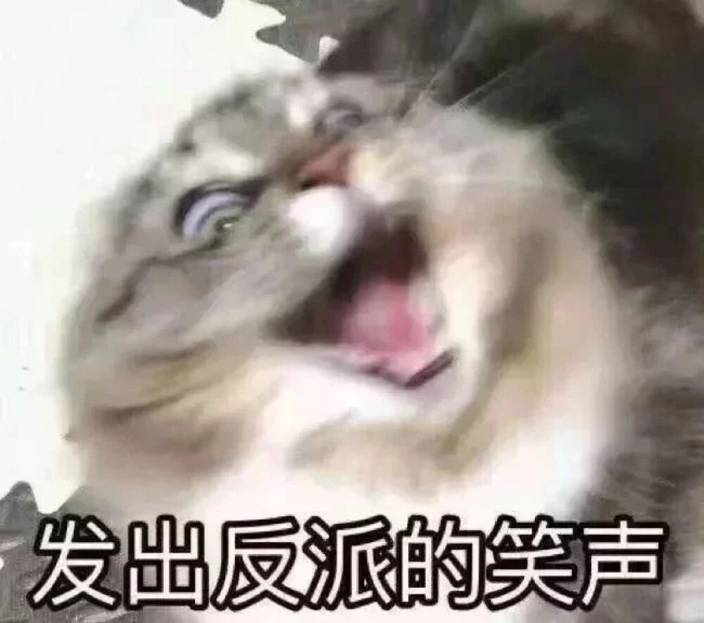 女生头像 猫咪头像 可爱头像