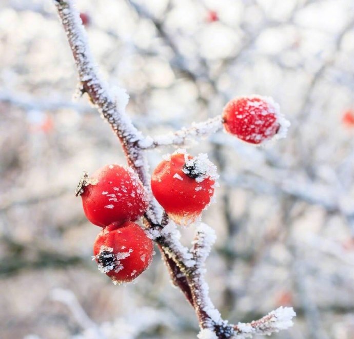 之后就会迎来雪季,白雪皑皑,银装素裹,让我们用"雪"为题来组飞花令