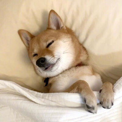 表情包头像柴犬