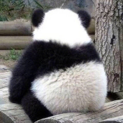 圆滚滚的熊猫真的太可爱了