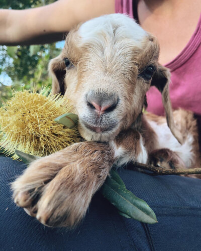 摸摸你的猪脑袋