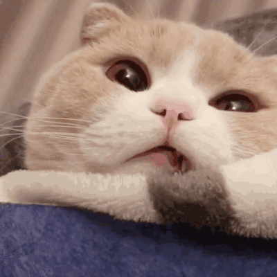 可爱猫有字