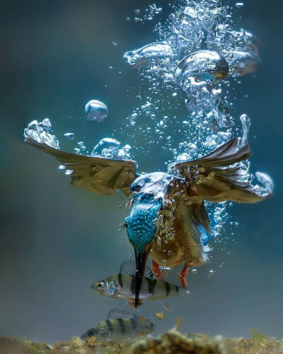 飞鸟与鱼 空气 与水