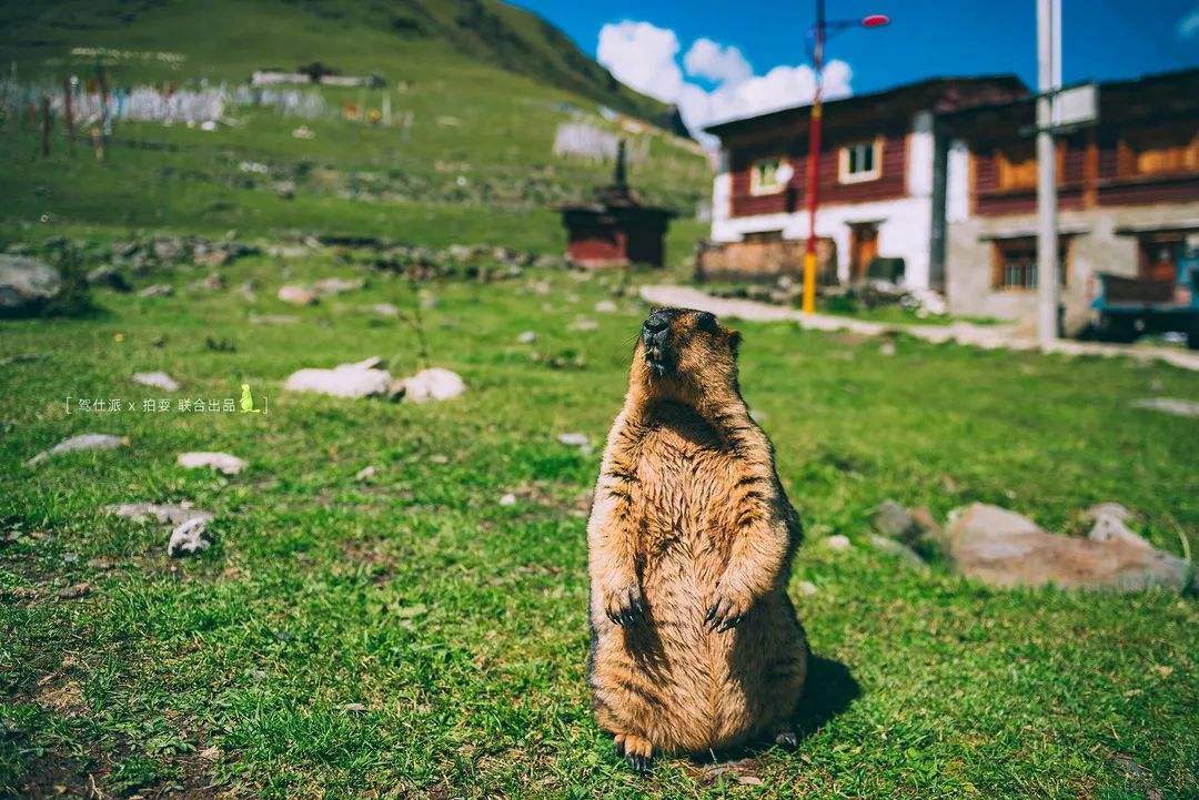 妹一起来旅行# 不为人知的最后的净土四川丹巴莫斯卡不仅仅只有土拨鼠