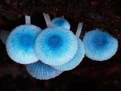 mycena interrupta(炫蓝蘑菇),俗称"精灵的梧桐",产于澳大利亚塔斯马