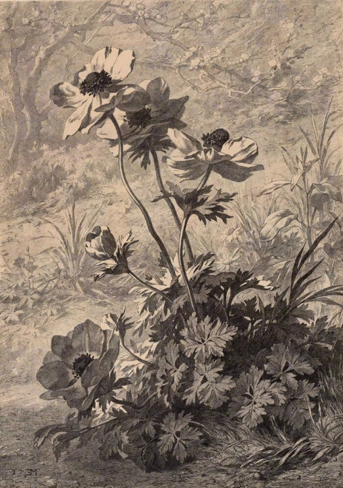爱德华·马勒的花卉素描,静止的黑白世界.