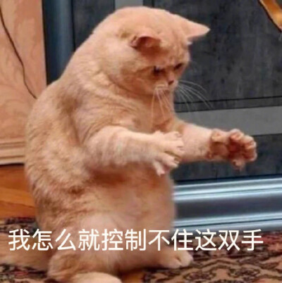 [表情包] 猫咪 我怎么就控制不住这双手