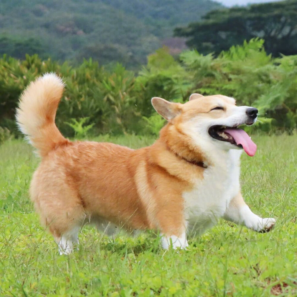 快乐的狗子insgenthecorgi