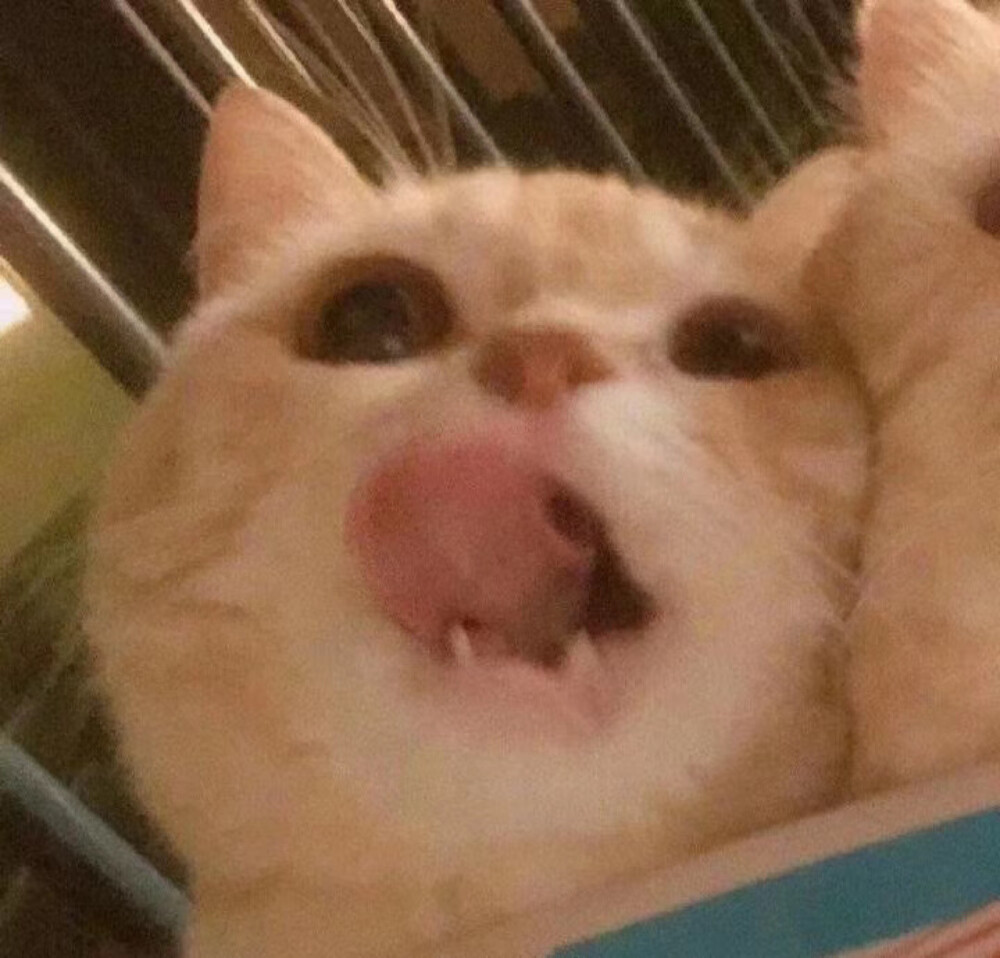 诶嘿