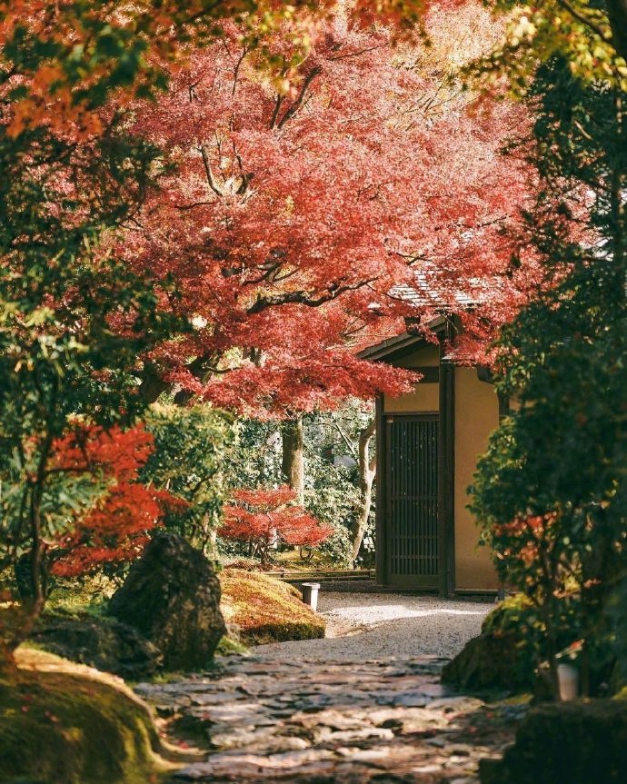 日本京都的红叶#美景