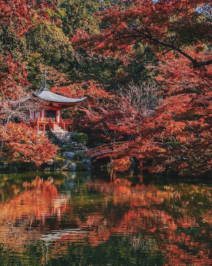 日本京都的红叶#美景