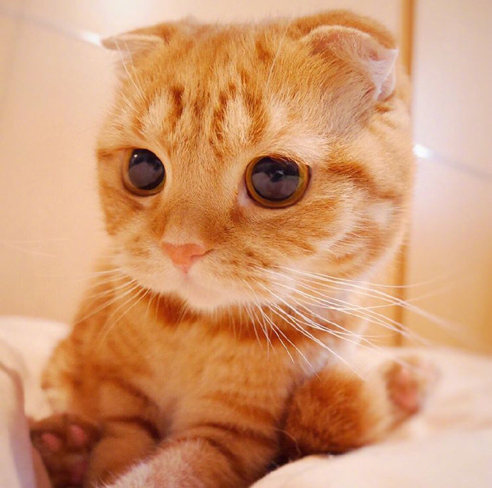 糟糕 是心动的感觉 怎么会有这么可爱的橘猫#猫咪摄影