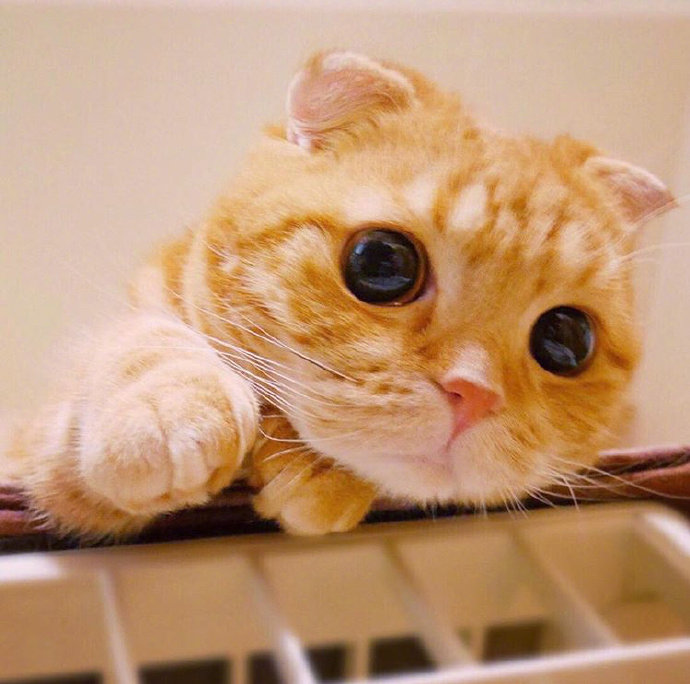 糟糕 是心动的感觉 怎么会有这么可爱的橘猫! #猫咪摄影