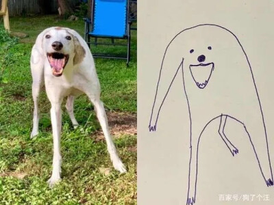 沙雕狗子 堆糖,美图壁纸兴趣社区