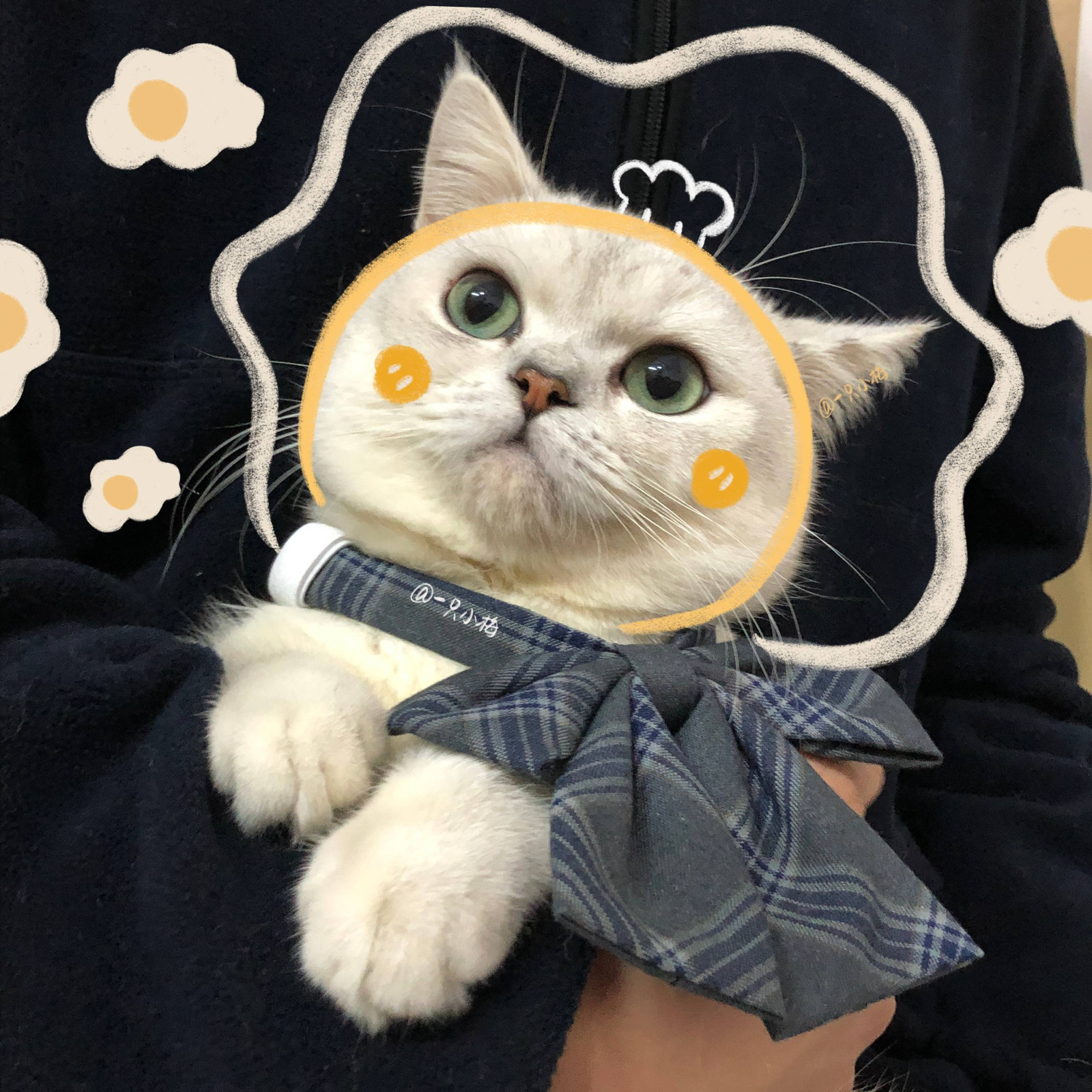 猫咪情头
