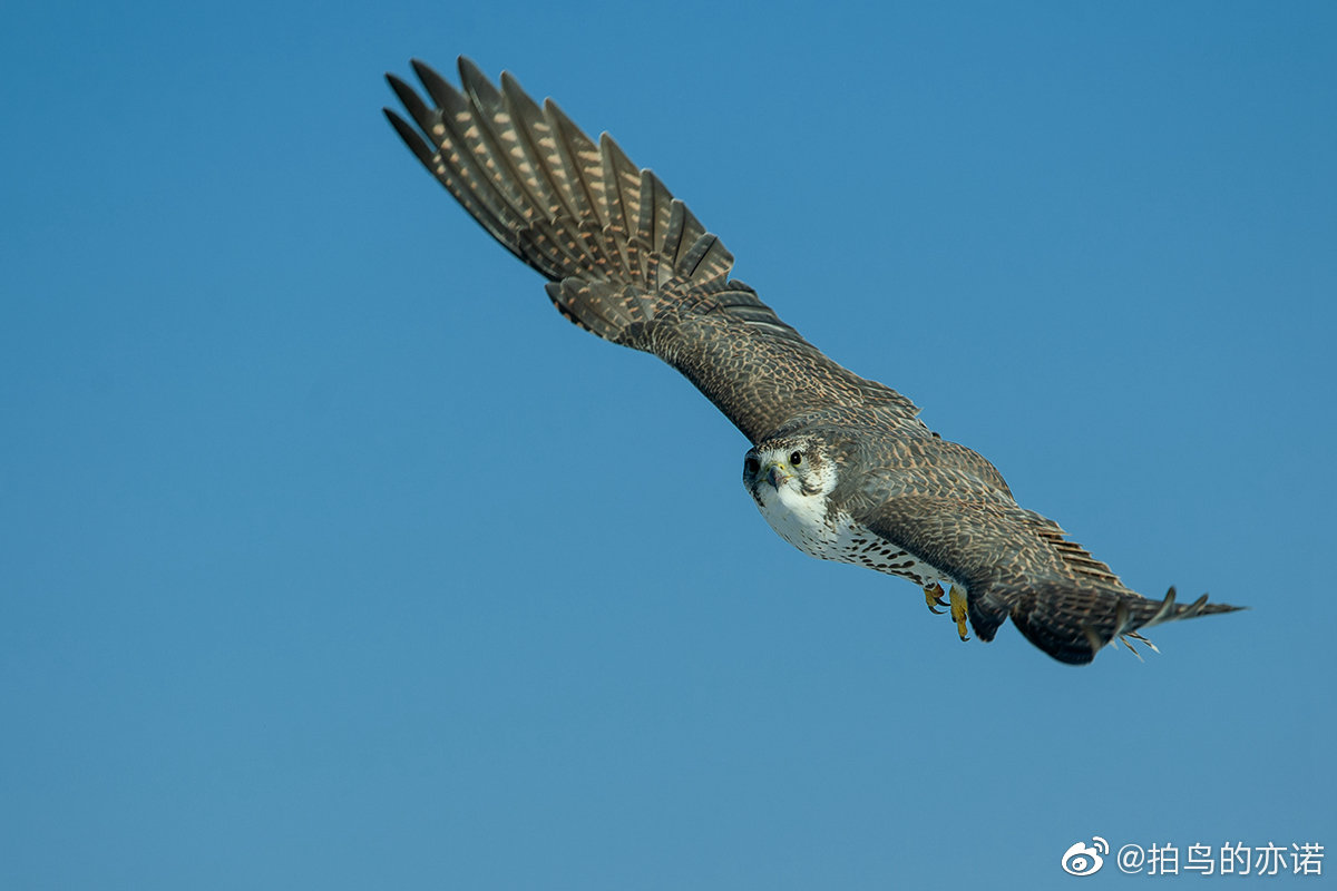 猛禽大片 1游隼 2灰背隼 3阿穆尔隼 4黑冠鹃隼 5草原雕 6大鵟 7红隼 8