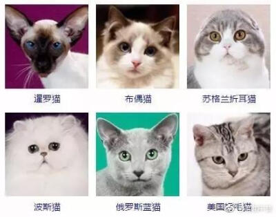 猫咪品种大全 get一下