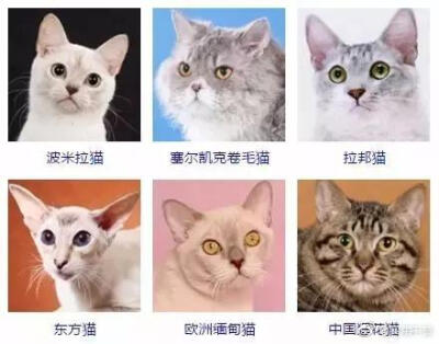 猫咪品种大全 get一下