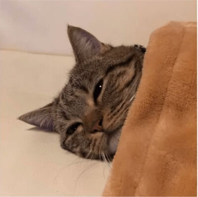 ┏┯┯┯┯┯┓ 裹紧我的小被子┗ ┷┷┷┷┷┛